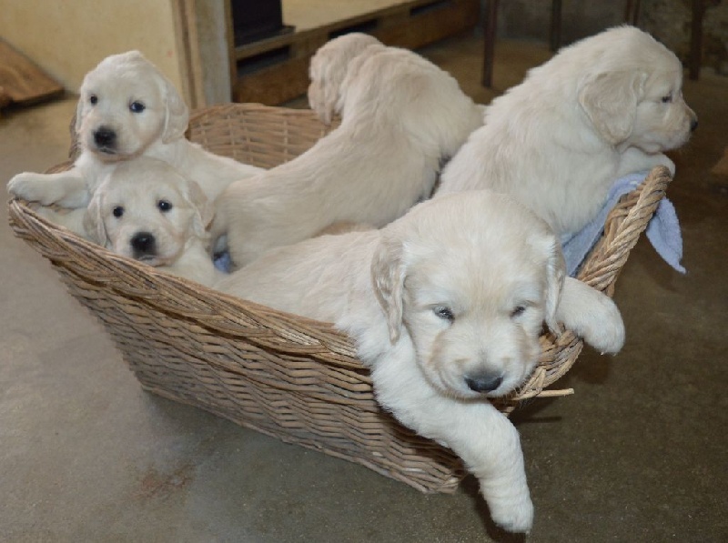 de La Vallée D'ulko - Golden Retriever - Portée née le 06/01/2015