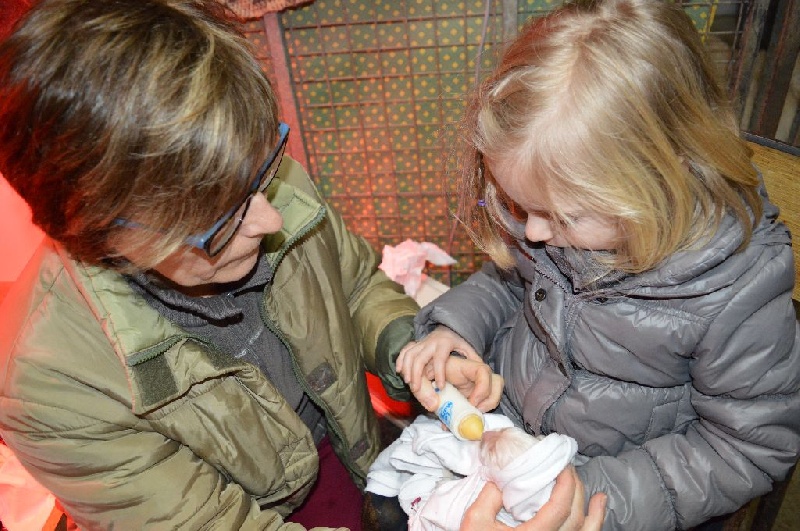 Les chiots de Fidji 2015