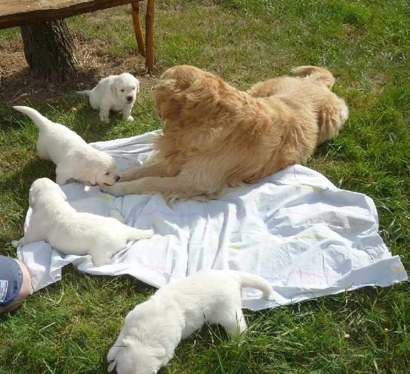 Les chiots de Fidji - portée 2013