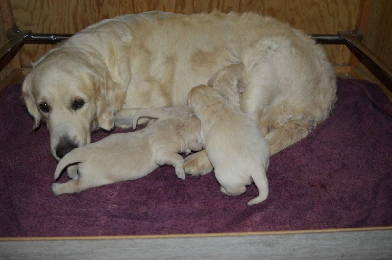 Les Chiots de Hello Dolly et LedZeppelin
