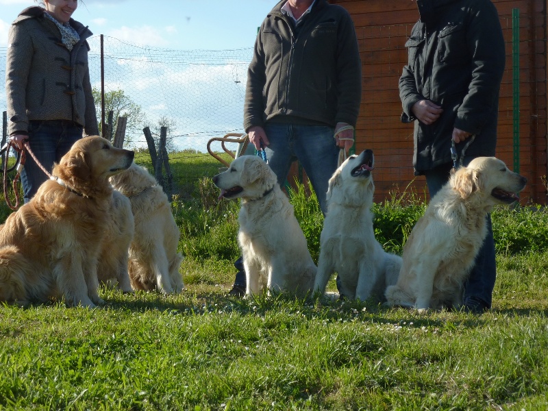 Ballades avec les chiens